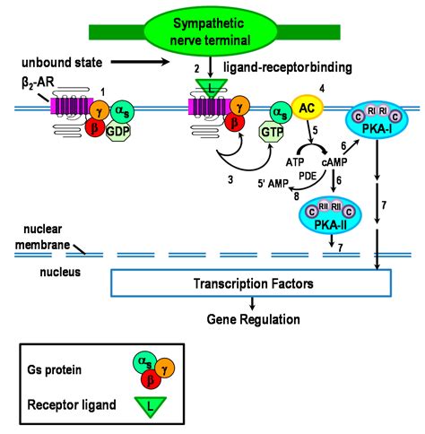 Molecular mechanisms of β 2 .